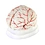 Brain anatomy model for teaching